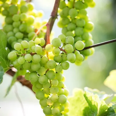 Schwalbennest Pongratz Casa vacanze