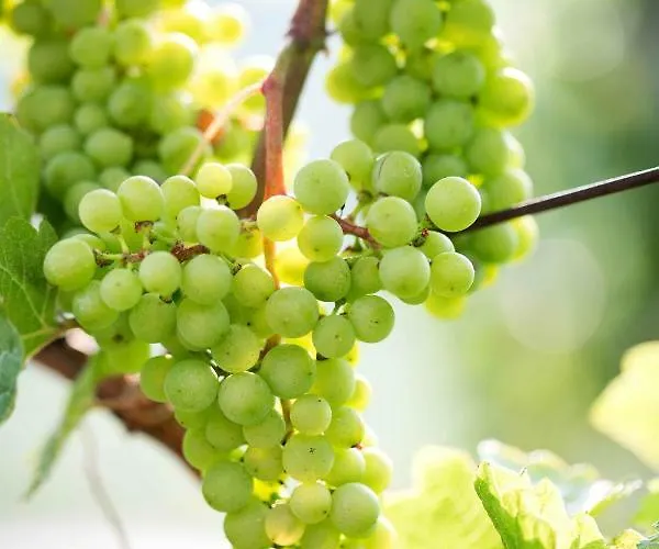 Schwalbennest Pongratz 度假居