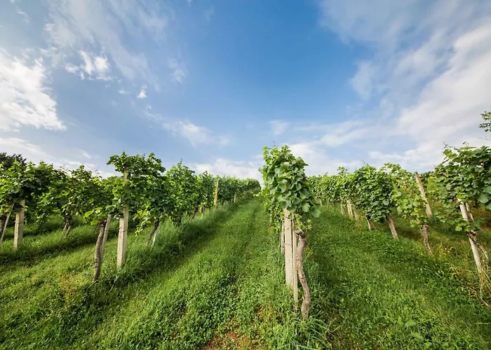 度假居 Schwalbennest Pongratz *